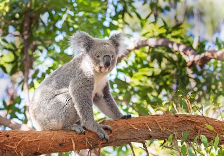 High School Australia - koala