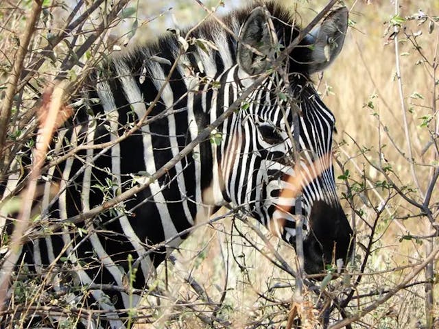 South Africa Zebra