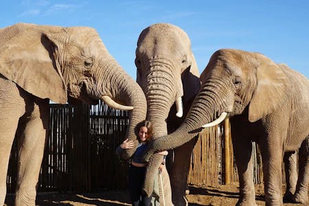 High School South Africa - elephants