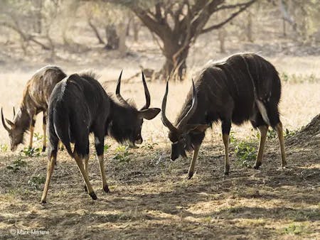 South Africa - nyala antelope