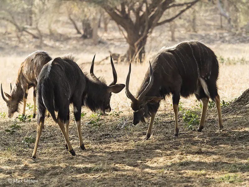 South Africa - nyala antelope