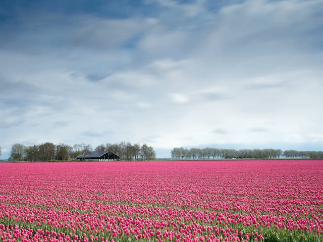 Netherlands - tulips