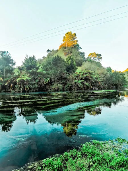 New Zealand lush nature