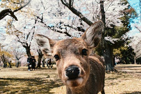 Deer in Japan