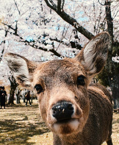 Deer in Japan